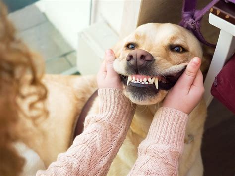Make Your Dog Smile with a Magical Oral Rinse for Canines